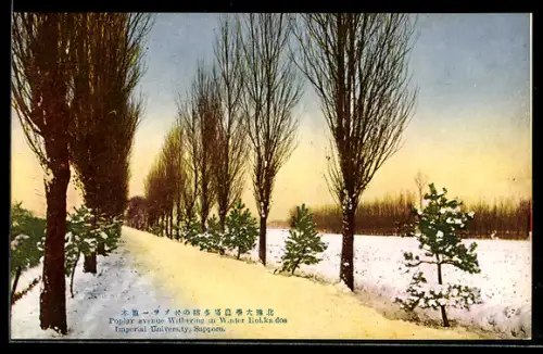 AK Sapporo, Poplar avenue withering in winter