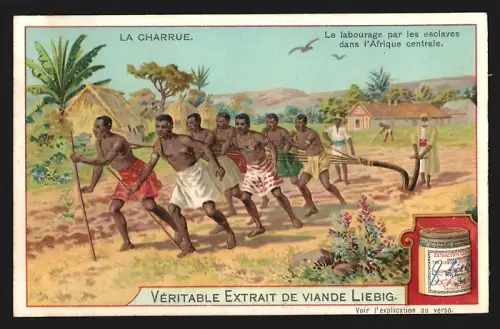 Sammelbild Liebig, La Charrue, Le labourage par les esclaves dans l`Afrique centrale