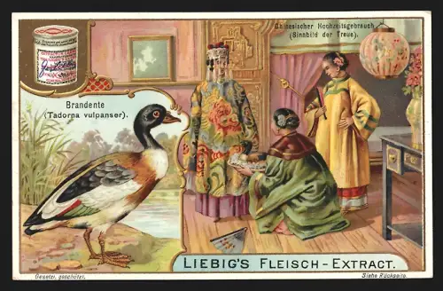 Sammelbild Liebig, Chinesischer Hochzeitsgebrauch mit Brandente, Sinnbild der Treue