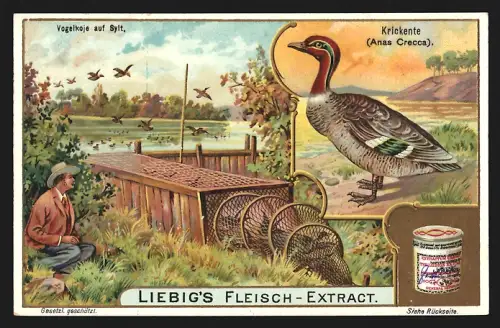 Sammelbild Liebig, Krickente, Vogelkoje auf Sylt