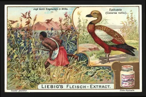 Sammelbild Liebig, Fuchsente, Jagd durch Eingeborene in Afrika