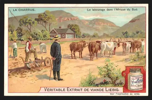 Sammelbild Liebig, La Charrue, Le labourage dans l`Afrique du Sud