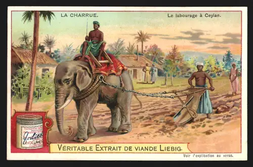 Sammelbild Liebig, La Charrue, Le labourage à Ceylan