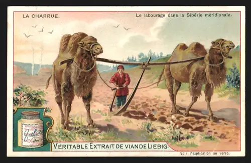 Sammelbild Liebig, La Charrue, Le labourage dans la Sibérie méridionale