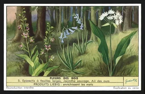 Sammelbild Liebig, Fleurs des Bois, Jacinthe sauvage, Ail des ours