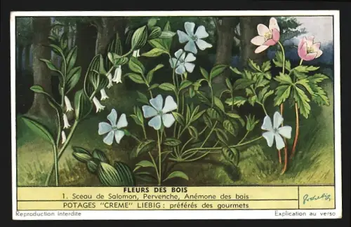 Sammelbild Liebig, Fleurs des Bois, Sceau de Salomon, Pervenche, Anémone des bois