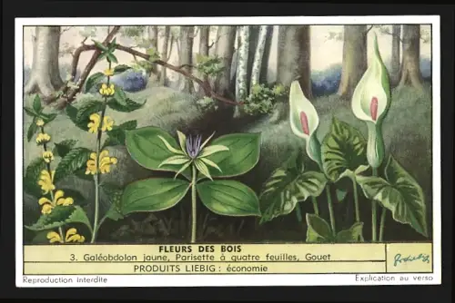 Sammelbild Liebig, Fleurs des Bois, Parisette à quatre feuilles, Gouet