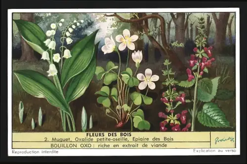 Sammelbild Liebig, Fleurs des Bois, Muguet, Oxalide petite-oseille, Epiaire des Bois