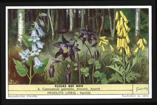 Sammelbild Liebig, Fleurs des Bois, Campanule gantelée, Ancolie, Aconit