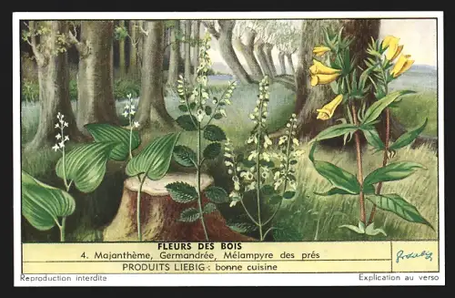 Sammelbild Liebig, Fleurs des Bois, Majanthème, Germandrée, Mélampyre des prés