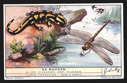 Sammelbild Liebig, De Muggen, Die Vijanden der Muggen