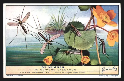 Sammelbild Liebig, De Muggen, De Gewone Steekmug