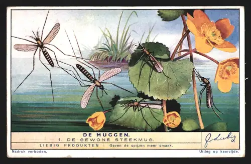 Sammelbild Liebig, De Muggen, De Gewone Steekmug