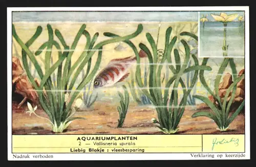 Sammelbild Liebig, Aquariumplanten, Vallisneria spiralis