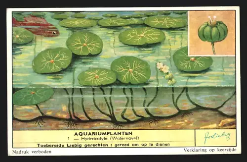Sammelbild Liebig, Aquariumplanten, Hydrocotyle, Waternavel