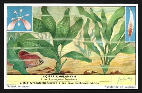 Sammelbild Liebig, Aquariumplanten, Aponogeton fenestralis