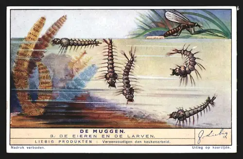 Sammelbild Liebig, De Muggen, De Eieren en del Larven