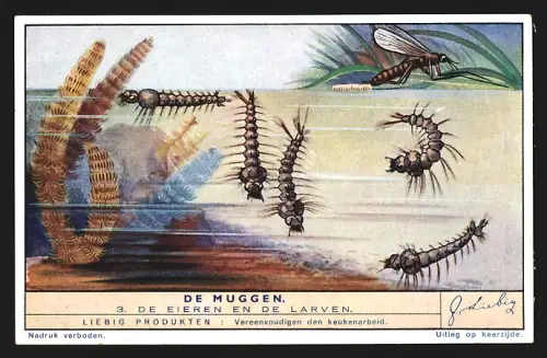 Sammelbild Liebig, De Muggen, De Eieren en de Larven