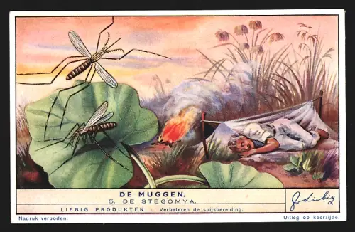 Sammelbild Liebig, De Muggen, De Stegomya