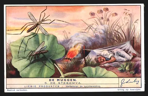 Sammelbild Liebig, De Muggen, De Stegomya