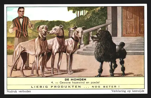 Sammelbild Liebig, De Honden, Gewone hazewind en poedel