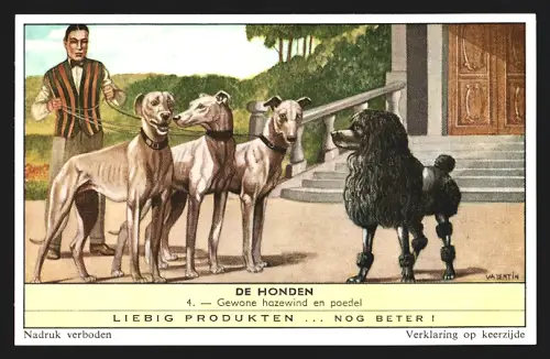 Sammelbild Liebig, De Honden, Gewone hazewind en poedel