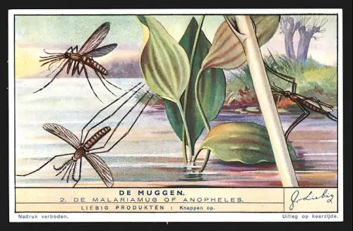 Sammelbild Liebig, De Muggen, De Malariamug of Anopheles