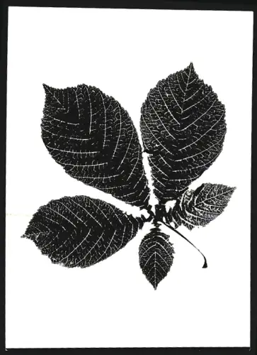 Fotografie unbekannter Fotograf und Ort, Makrofotografie, Fünfteiliges Blatt, evtl. Kastanie