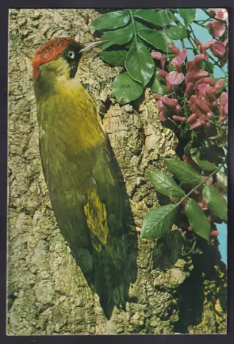 Geräusch-AK Farbenprächtiger Vogel an einem Baum