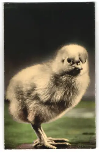 Geräusch-AK Küken in der Nahaufnahme