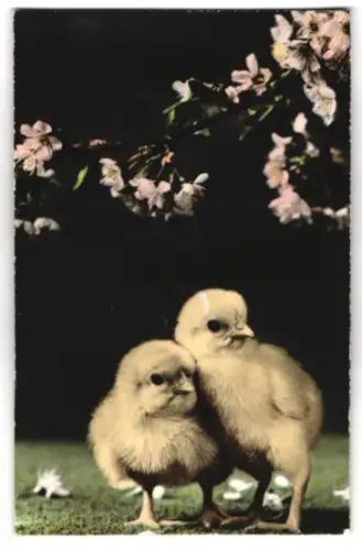 Geräusch-AK Zwei Küken stehen unter einem Zweig