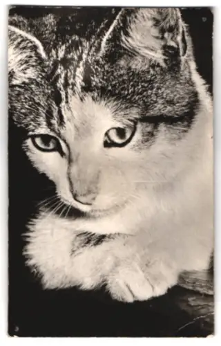 Geräusch-AK Niedliche und entspannte Katze