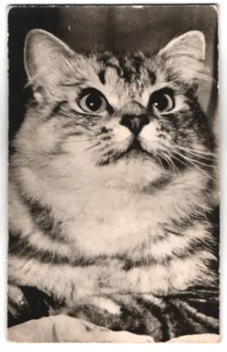 Geräusch-AK Aufmerksame Katze blickt nach oben