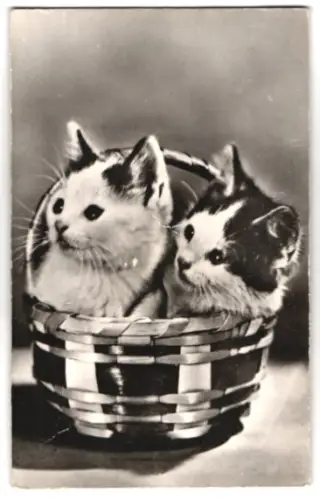 Geräusch-AK Zwei niedliche Katzen sitzen in einem Körbchen