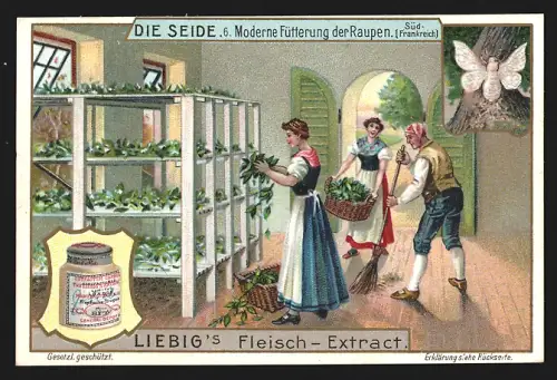 Sammelbild Liebig, Seide, Moderne Fütterung der Raupen