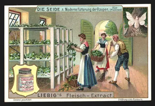 Sammelbild Liebig, Seide, Moderne Fütterung der Raupen in Südfrankreich