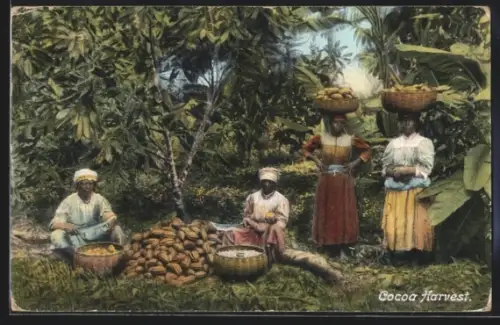 AK Jamaika, Cocoa Harvest, Frau auf der Kakao-Plantage
