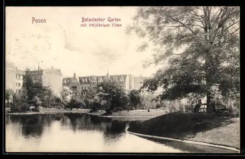 AK Posen, Botanischer Garten mit 100-jähriger Ulme