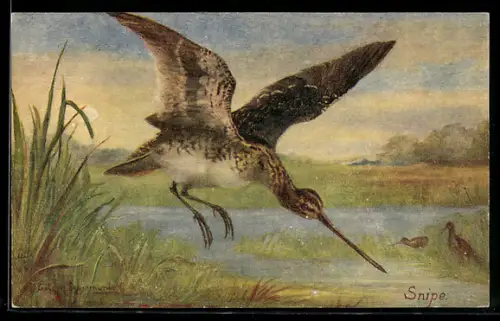 Künstler-AK The Snipe, Auffliegende Schnepfe
