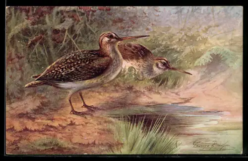 AK Zwergschnepfen am Wasser