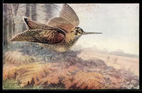 Künstler-AK Woodcock, Waldschnepfe im Fluge