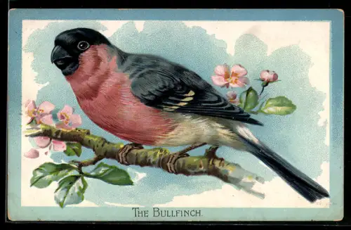 AK Bullfinch, Gimpel auf einem blühenden Zweig