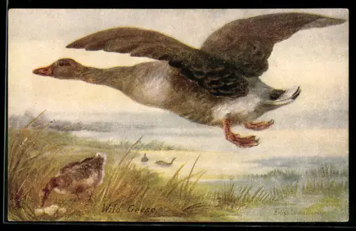 Künstler-AK The Wild Goose, Wildgans
