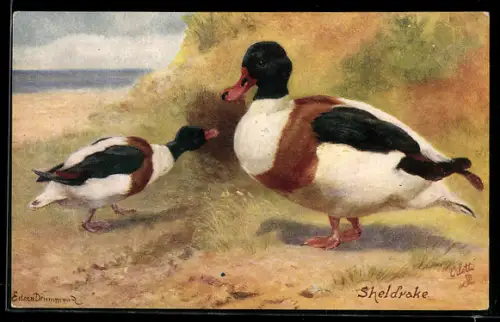 AK Enten an einem Strand