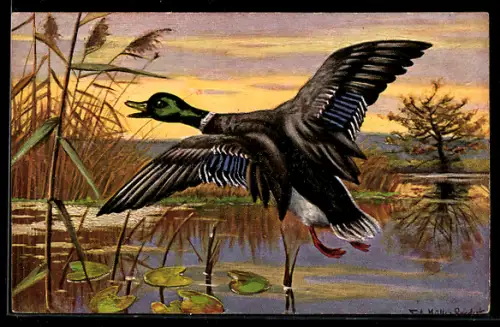 AK Fliegender Enterich über einem See