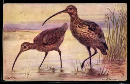 Künstler-AK Brachvögel staksen durch flaches Wasser