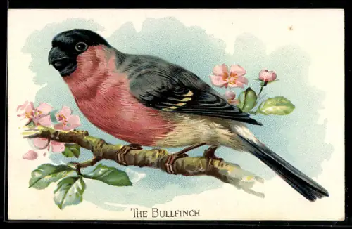 AK Bullfinch, Gimpel auf einem blühenden Zweig