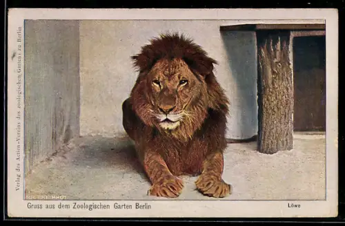 AK Berlin, Löwe liegt in seinem Gehege des Zoologischen Gartens