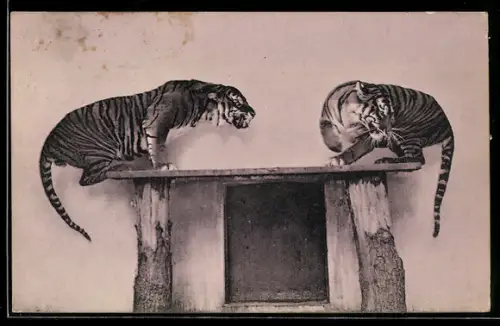 AK Berlin, Zoologischer Garten, Sunda-Tiger