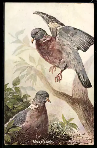 Künstler-AK Wood Pigeons, Wald-Tauben